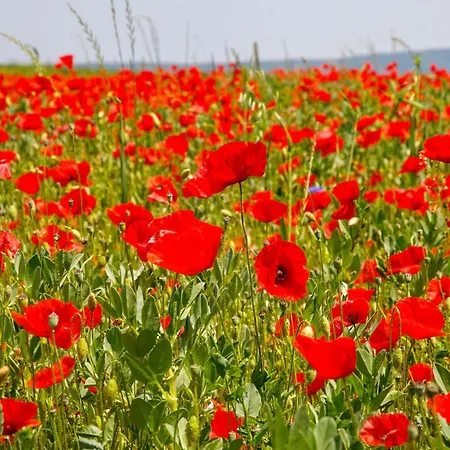 Gaestezimmer Am Hof Lejlighed *